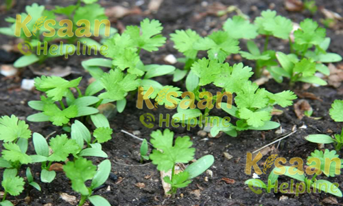 हिसार सुगंध (धनिया)